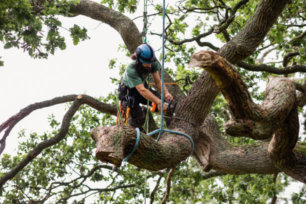 Best Hazardous Tree Removal  in Taft Mosswood, CA