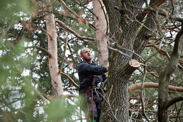 Best Tree Maintenance Programs  in Taft Mosswood, CA